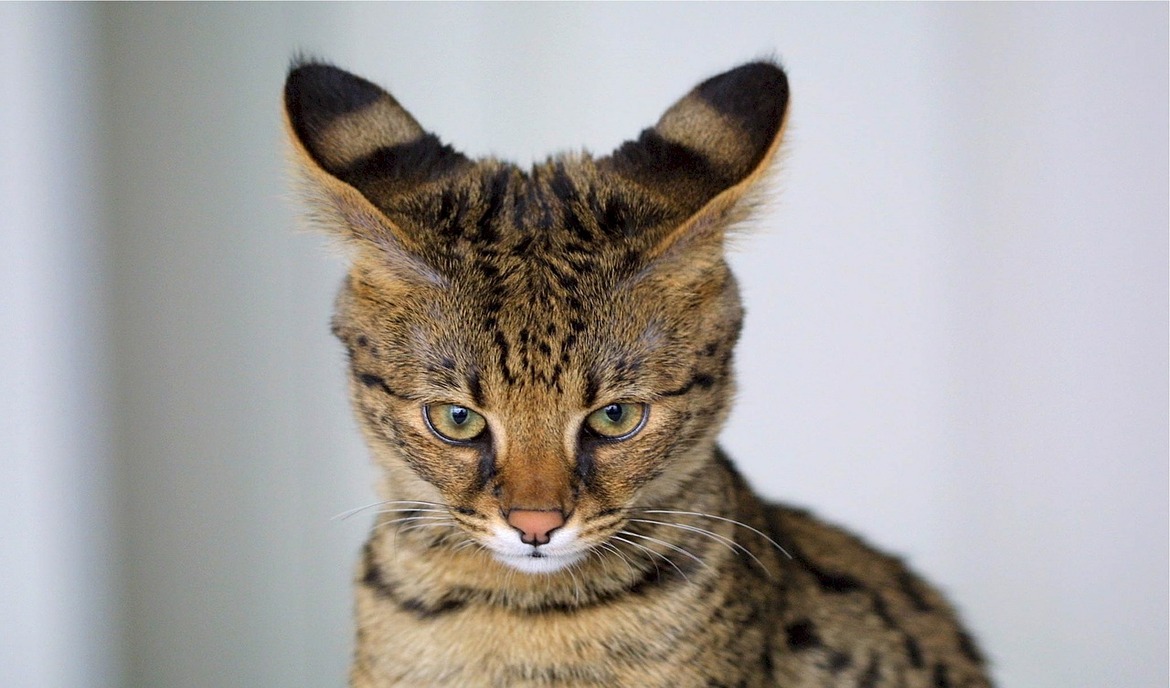 Savannah-katt: kattemat og raseportrett